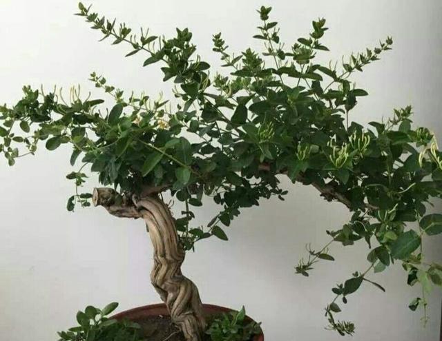  枝条：金银花盆景要怎样修剪，才能更显苍劲古朴、自然优美！