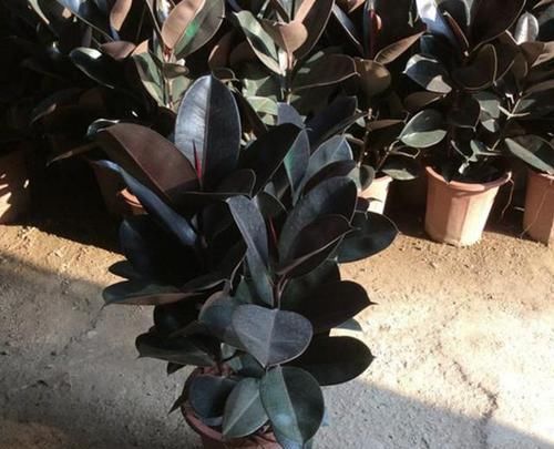  [植株的叶片]橡皮树叶片发黄、掉落，有四个原因，教你处理，叶子20天变油亮！