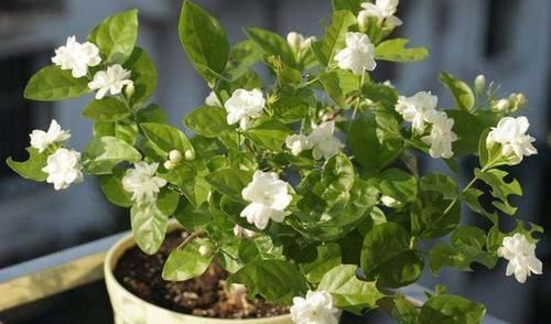 『高温』趁着高温，学会压条繁殖茉莉，可适用于多种植物，1盆变10盆