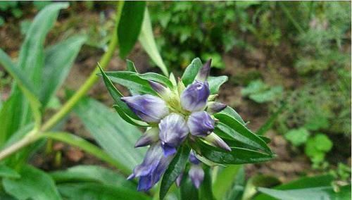  「我国」农村一种野生植物，我国少数地方有，价值珍贵，现有部分人在种植