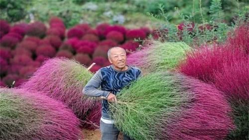  植物：世界上有一种植物，中国把它当扫把，到了日本价值却翻了