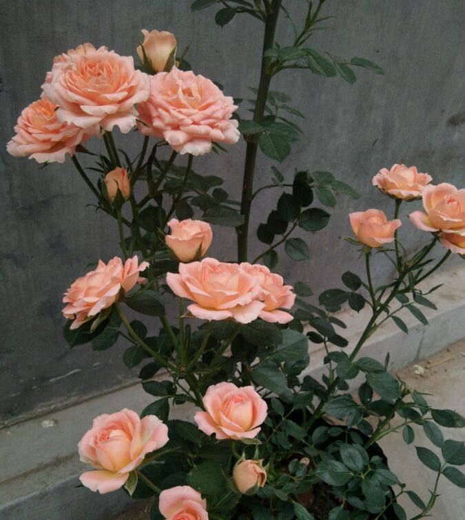  花香@养花就养这几款，花朵赏心悦目，花香清香四溢，香水之美