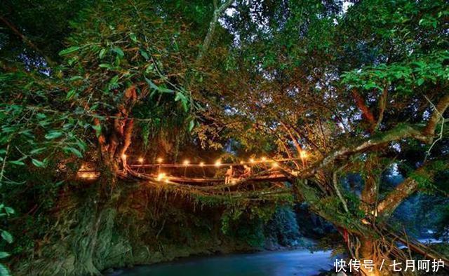 国内一棵奇特的古树,有300多岁,存活在闹市中,还成了一座桥!