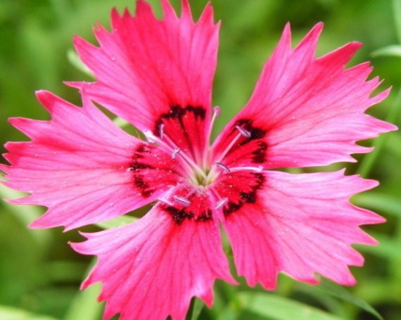  【艳丽】养花养个秀美好看的，开花多花期长，养在阳台花开成瀑，花朵艳丽