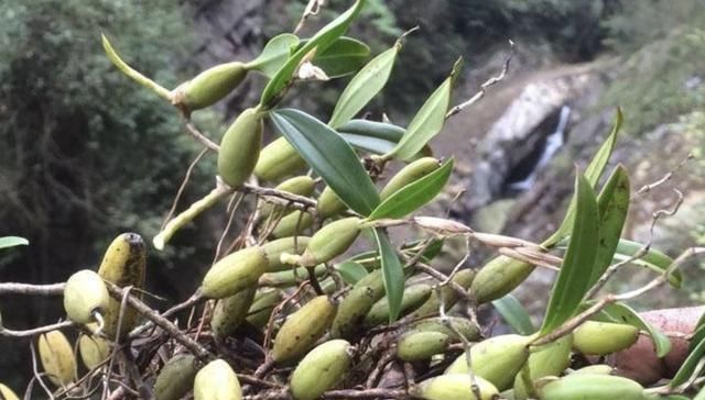  #树林#“1种草”在树林里，沿着树干生长，结出“小绿果”，甚是