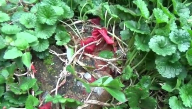  #人称#田地有一种草，农村人称“透骨风”作用大，若有见到不要