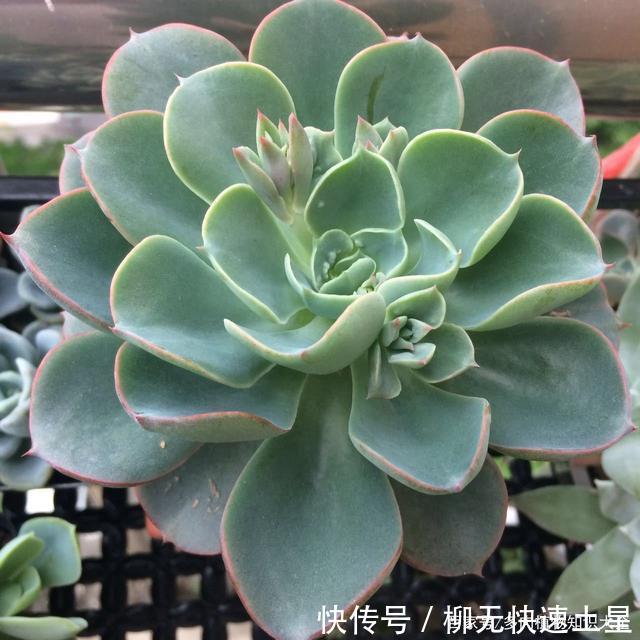 『植物』春天买的多肉植物们,花了几百块,不知道亏了吗