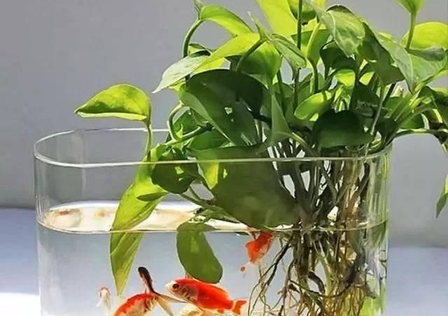  『鱼缸』鱼缸里的水能浇兰花吗？