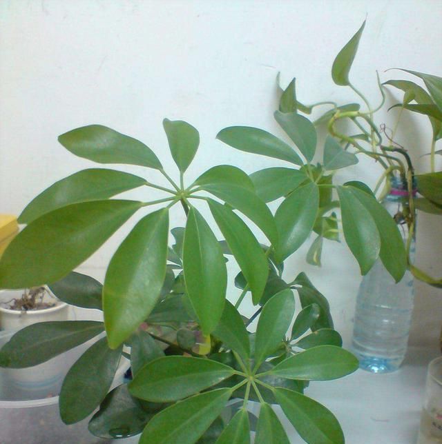  #花人#懂花人不会放过的3种绿植！家养一盆，空气好，身体好！
