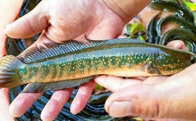  #全身#全身花纹常误认是黑鱼“变异”，以前少有人敢吃，如今50