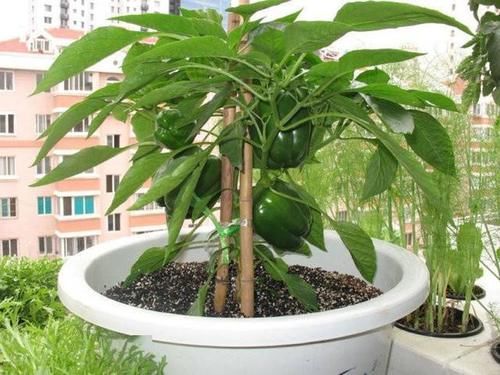 【选择】阳台种菜选择多,这5种最好养,味道鲜美上桌快