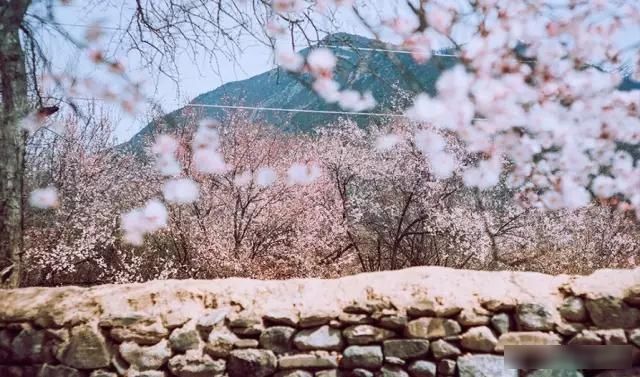 「樱花」中国这些花开成海的地方,美极了