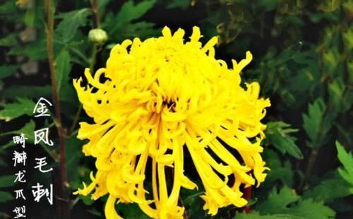  「金凤」养菊花，就养盆“名贵菊花”，花开“金凤毛刺”，如金凤起舞