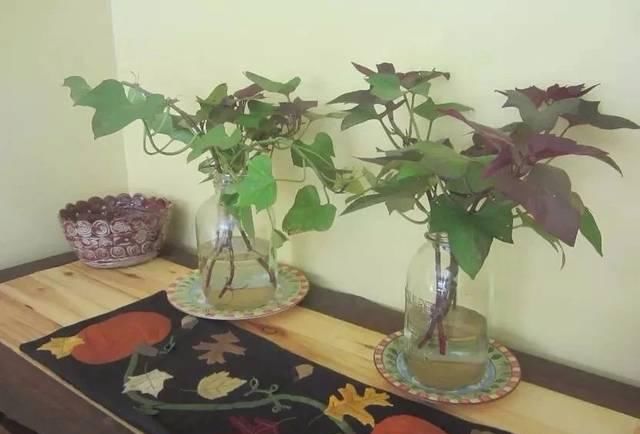 『精致』这些植物都可养在墙上,变精致的垂直植物景观,都可养在室内