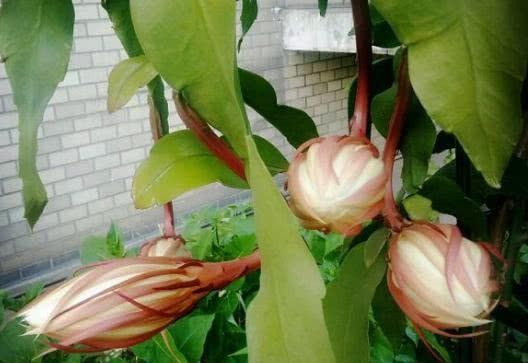  浇水：昙花不会养？做好这几点，让它安全度夏！