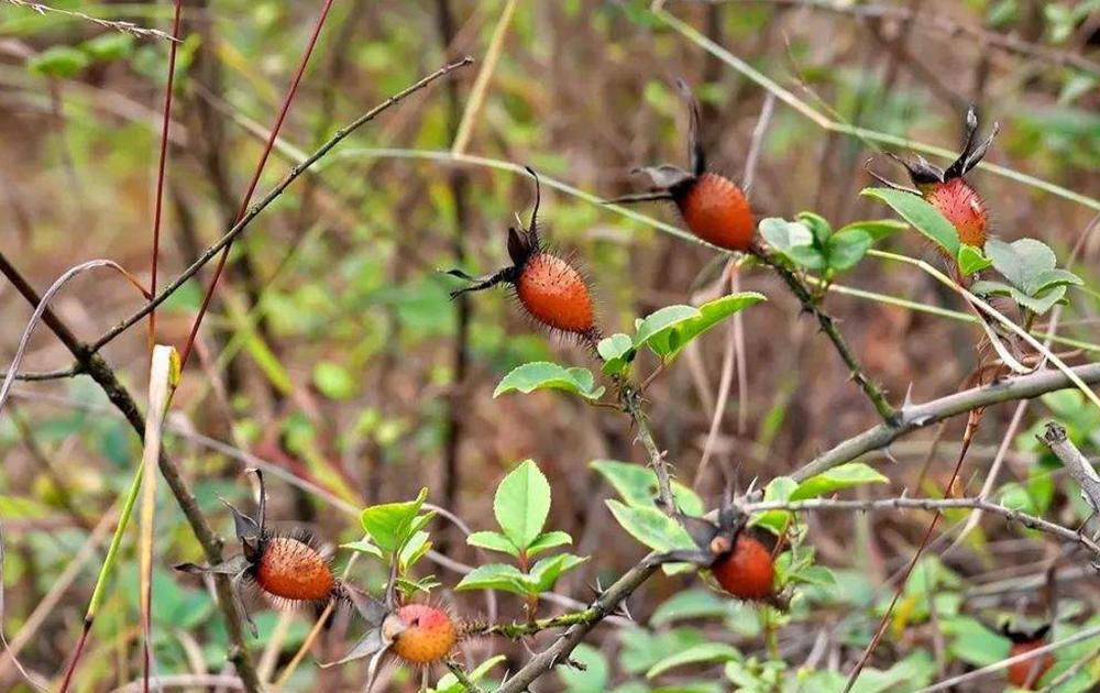  「熬糖」过去用来熬糖，如今用来酿酒，市场价30元一斤，农民却
