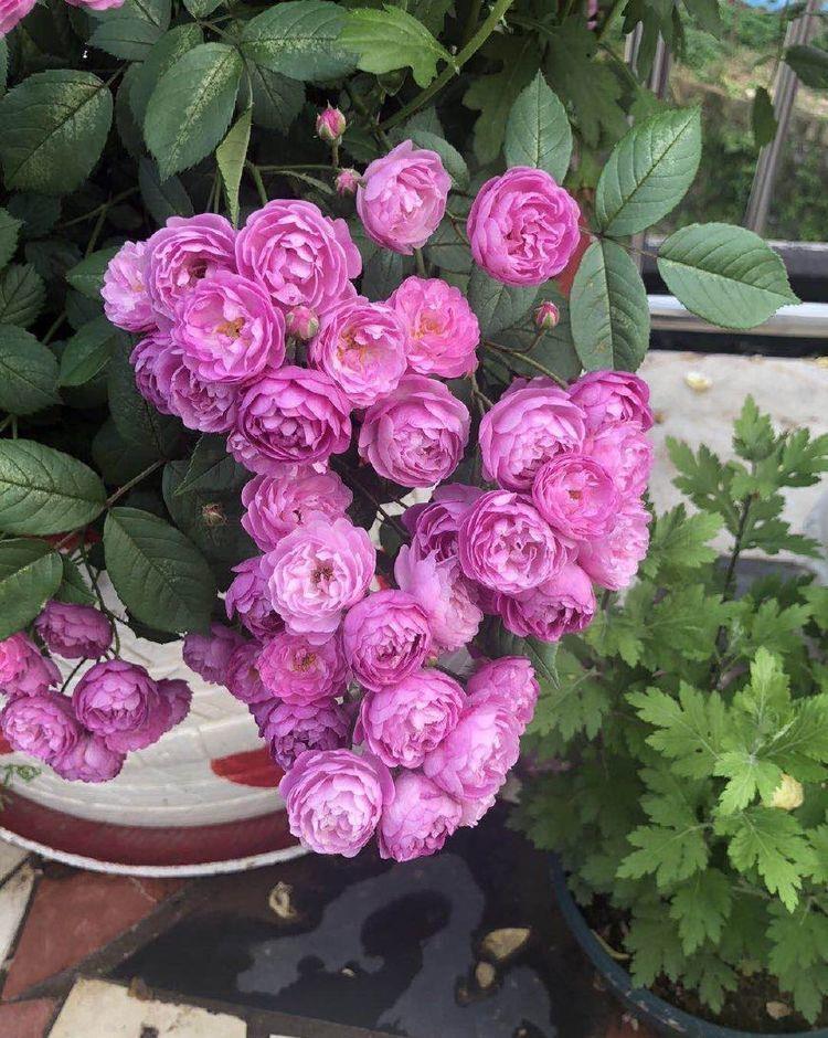 优良月季“葡萄园之歌”,花繁叶茂,美丽怡人,堪称养花首选