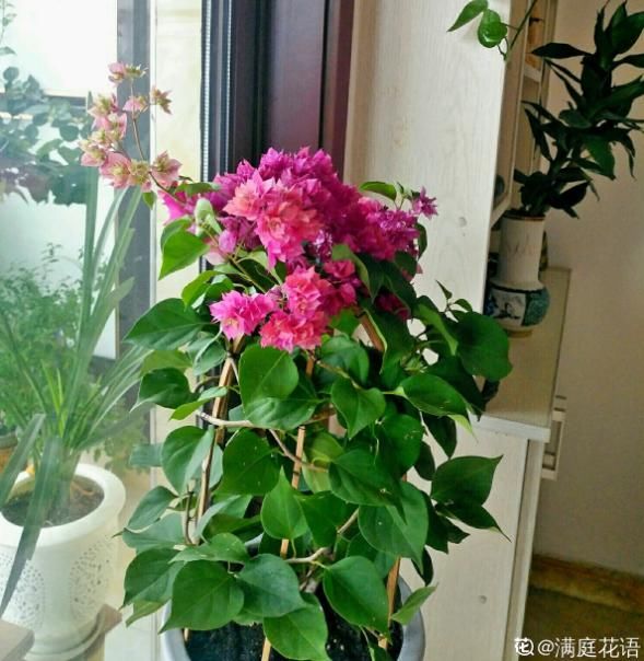  『花篮式』三角梅新养法，找根铁丝绑一绑，变成一个大花篮！
