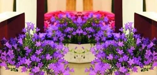  『绿萝』这种花卉比绿萝和吊兰好养，花型似铃铛，开花时间长，招人喜爱