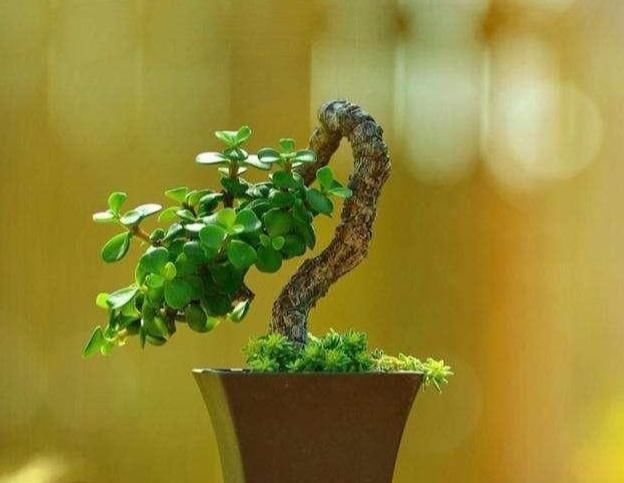 #成活#金枝玉叶做盆景这么养,大盆,肥水常伺候,个子蹭蹭长