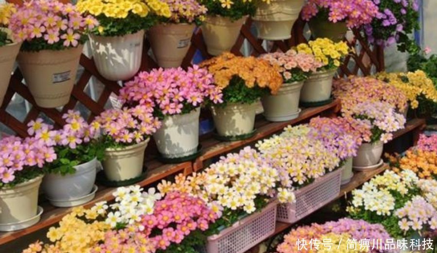 「漂亮」“4种花”超耐旱,1个月不浇水,照样养得旺,还开出漂亮的花!
