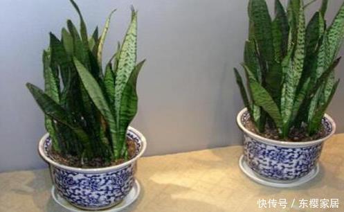 『虎皮兰』家养这3种“懒人花”,越是不管不问越能蹭蹭往上长,新手必备