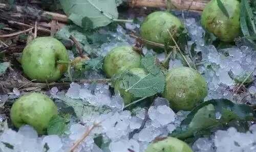  【雹子】河北地区下雹子，给经济作物造成了破坏，给农民带来多大损失？