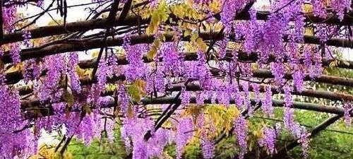  『把它栽种』想要花园成为唯美花境，这3种“花卉”少不了，你们有种过吗？