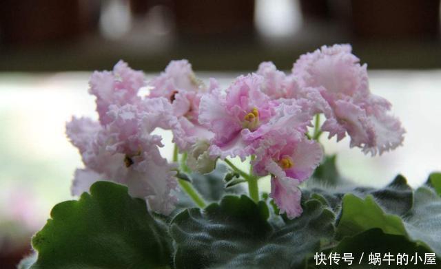  『耐热』适合夏天养的3种花，耐热耐旱不怕晒，一年四季赏花不断，能爆盆