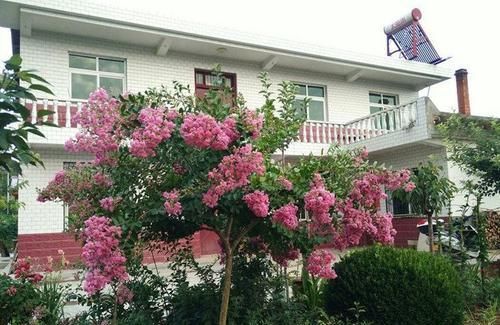  『粉嫩』养花试试这几款，花开繁盛花香怡人，花朵粉嫩丰腴，绚丽夺目