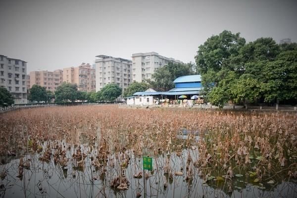  「菠萝蜜」南宁：请打量这夜色