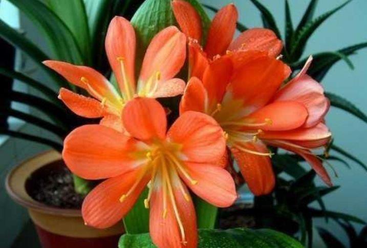  『别致』养花试试这几款，花开繁盛花香怡人，别致仙气，娇艳多姿