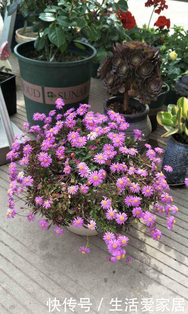 「很快」喜欢姬小菊的别花钱买,掐个枝埋土里,很快就长满一大片!