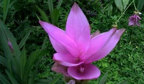  「开爆」爱上养花，不如养盆姜荷花，花姿优美似莲花，美丽妖娆，开爆盆