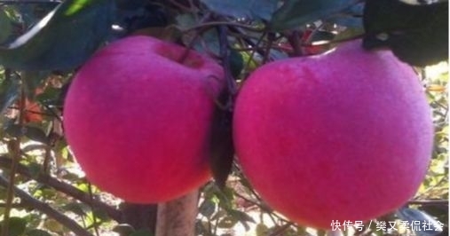  「红色」乡下一种红色果肉水果，曾经不被重视，现在每斤80块钱