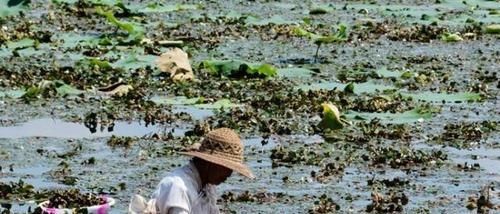  『菱角』农村一种“水草”，果实像牛角，小孩当零食吃，却对胃溃疡有疗效