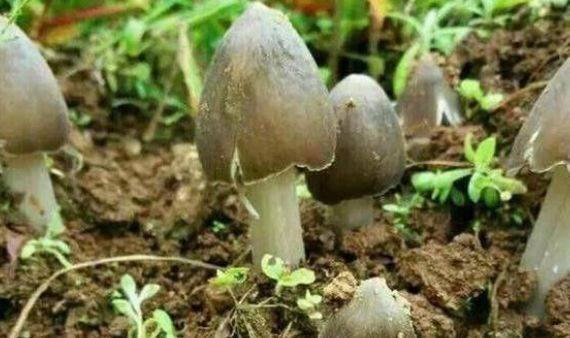  #野味#农村山上采摘的这个“宝贝”，一斤能卖近百元？竟还那么