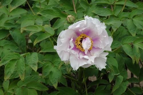 「牡丹」喜欢菊花,不如养盆“精品牡丹”景玉,花开紫芯黄蕊,粉嫩欲滴!