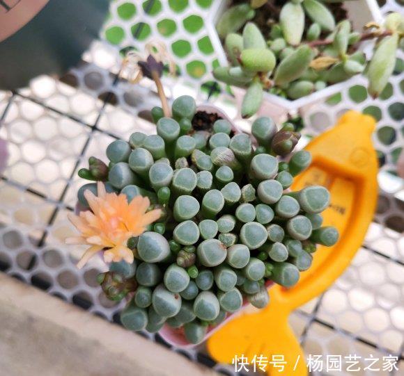 养护:五十铃玉叶子化水?养了半年不见长,教你“3招”,1盆变3盆
