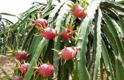  「惊讶」很多人都有多汁的植物，但是如果你尝试这些果树，你会惊讶的