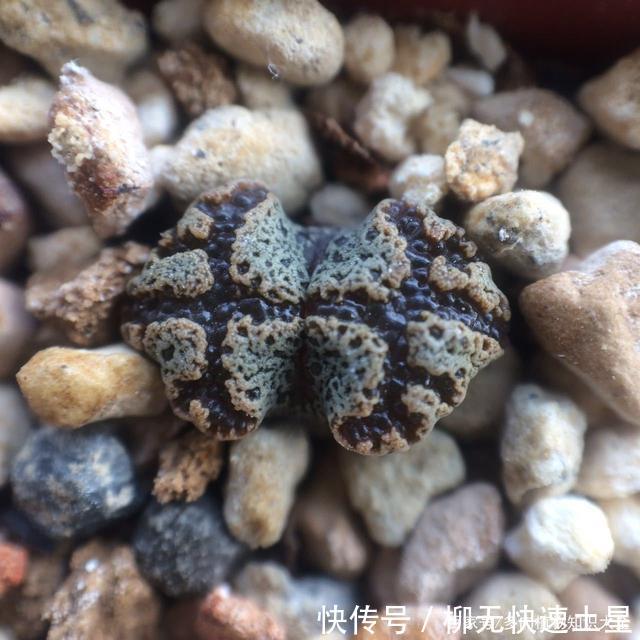  『植物』春天买的多肉植物们，花了几百块，不知道亏了吗