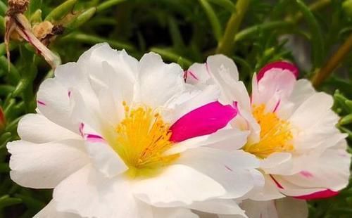「光照」此植物太好养,给点“太阳”就开花,五颜六色,一开就爆盆