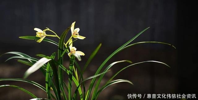 【生长期】兰花生长期停滞,或者生长缓慢,如何处理
