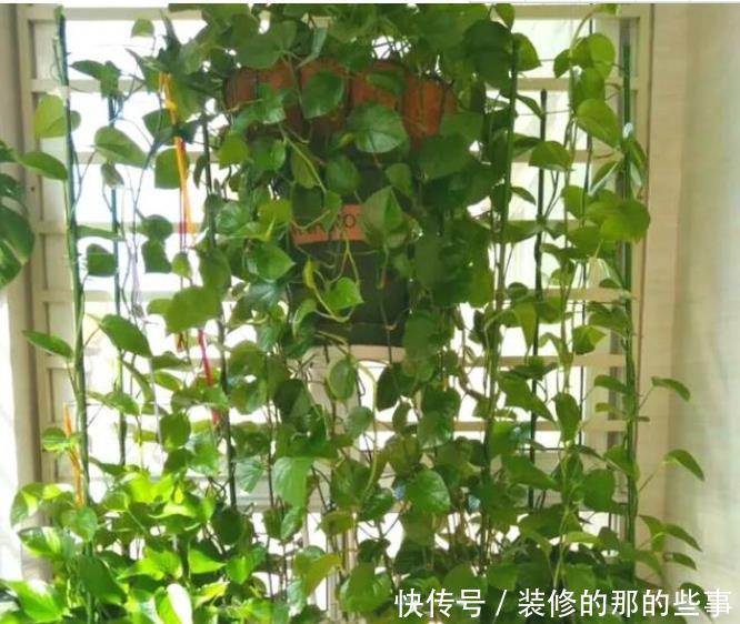  『绿萝』3种花超漂亮，长长垂下来，爆成“绿瀑布”，养眼清新，美爆阳台