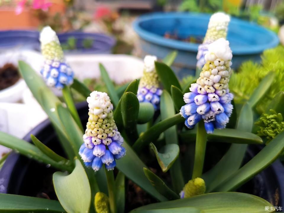  春天@我家的花花草草第十三季-鼠年春天花开满园