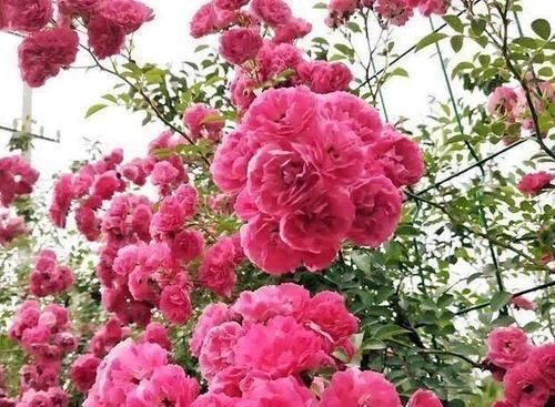  【甜蜜红木香】香花不艳，艳花不香？这种花是又艳又香，号称中国香水之花