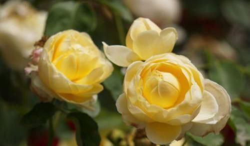 『烛光』“珍稀玫瑰”烛光,开花似美人起舞,比“菊花”美,堪称盆栽首选