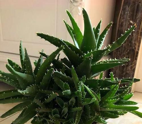  『芦荟』养芦荟，按照这个“路子”，蹭蹭冒小芽，叶片粗壮厚实，挤满盆