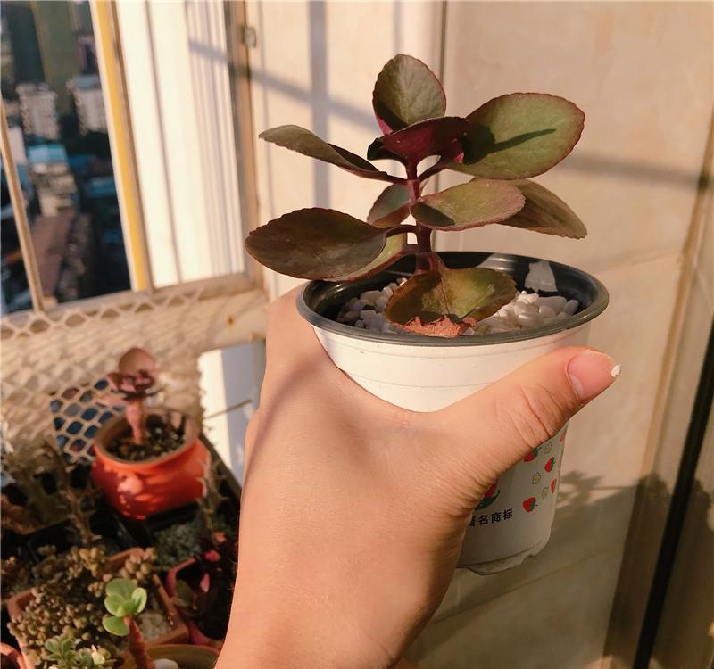 成败:扦插“红花闺女”:4个月见花,花叶共赏,成败看“细节”!