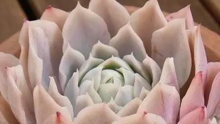  『静夜』这20种美丽的多肉，竟都是静夜的后代！静夜还真是个多情种呢！